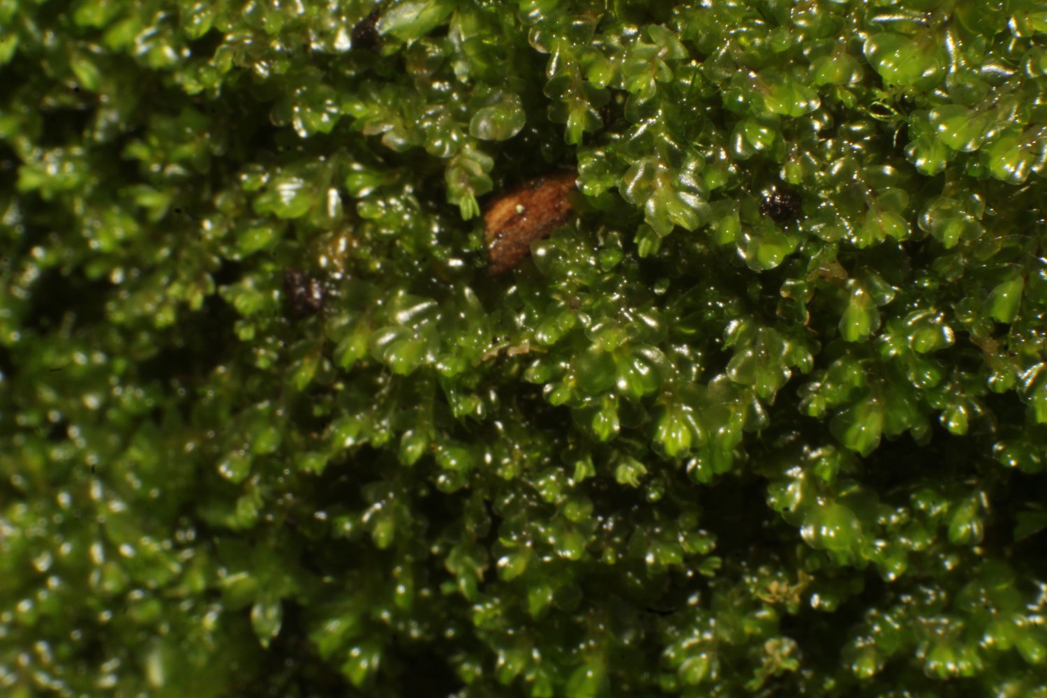 Adelanthus occlusus