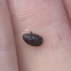 Atholus duodecimstriatus