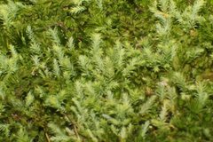 Philonotis scabrifolia