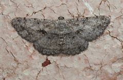 Psilalcis isombra