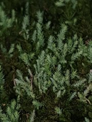 Philonotis scabrifolia