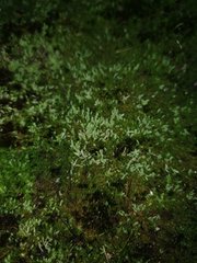 Philonotis scabrifolia