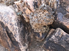 Conophytum ernstii ernstii