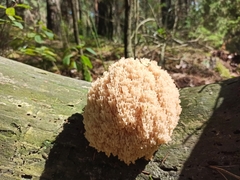 Artomyces microsporus