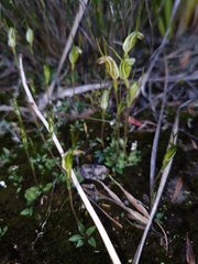 Pterostylis timothyi