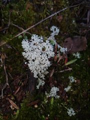 Pulchrocladia ferdinandii