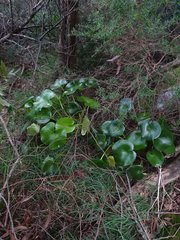 Ornduffia calthifolia