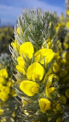 Aspalathus argyrophanes