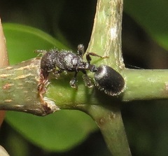 Cataulacus wissmannii