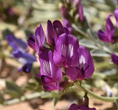Astragalus amphioxys