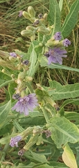 Lactuca sibirica