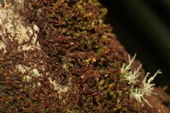 Frullania victoriensis