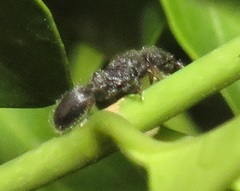 Cataulacus wissmannii