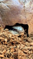 Tiliqua