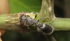 Cataulacus wissmannii