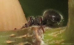 Cataulacus wissmannii