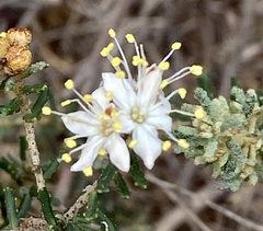 Phebalium tuberculosum