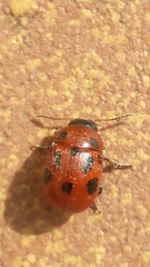 Gonioctena fornicata