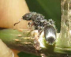 Cataulacus wissmannii