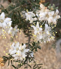 Phebalium tuberculosum