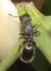 Cataulacus wissmannii