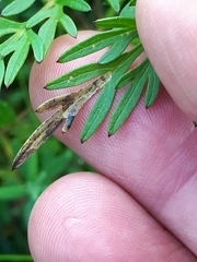 Phytomyza thysselini