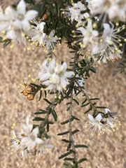 Phebalium tuberculosum