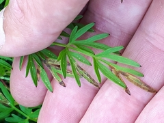 Phytomyza thysselini