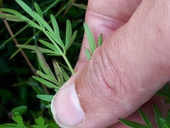 Phytomyza thysselini