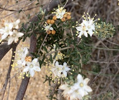 Phebalium tuberculosum