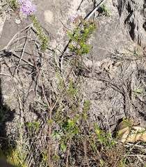 Selago villicaulis