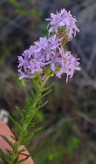 Selago villicaulis