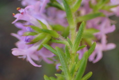 Selago villicaulis