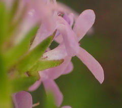 Selago villicaulis