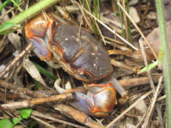 Chasmagnathus convexus