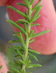 Selago villicaulis