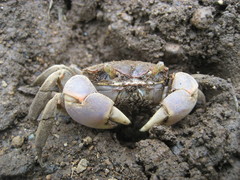 Chasmagnathus convexus