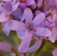 Selago villicaulis