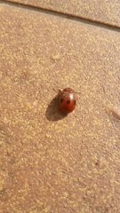 Gonioctena fornicata