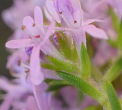 Selago villicaulis