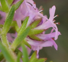 Selago villicaulis