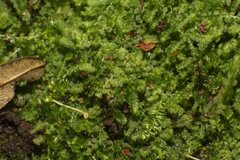 Ceramanus clatritexta