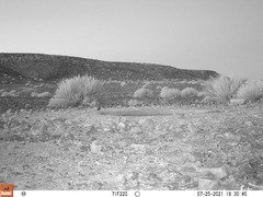 Pterocles bicinctus bicinctus