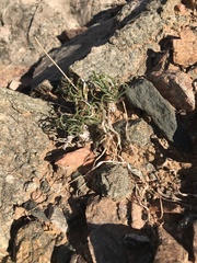 Trachyandra bulbinifolia