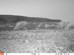 Pterocles bicinctus bicinctus