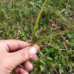 Bolboschoenus yagara