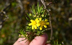 Euryops linifolius