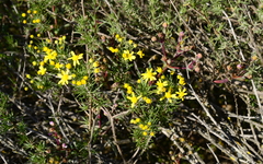 Euryops linifolius