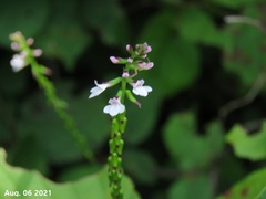 Phryma