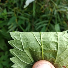 Urtica sondenii
